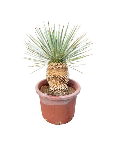  Yucca rostrata Hybride (NO:13)