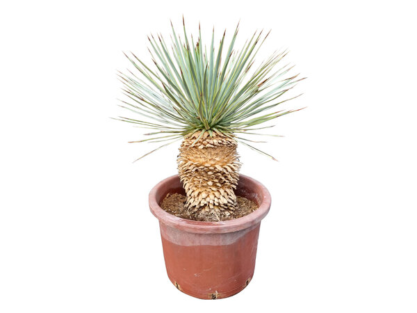 Yucca rostrata Hybride (NO:13)