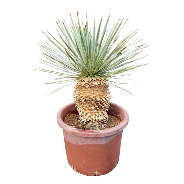 Yucca rostrata Hybride (NO:13)