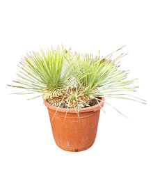 Yucca rostrata Hybride (NO:6)