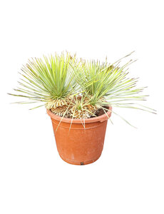  Yucca rostrata Hybride (NO:6)