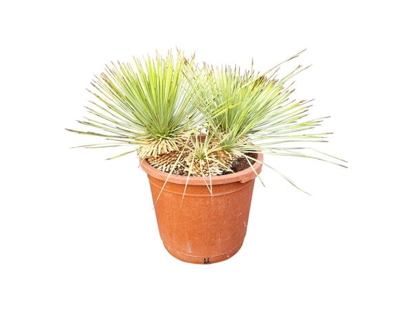 Yucca rostrata Hybride (NO:6)