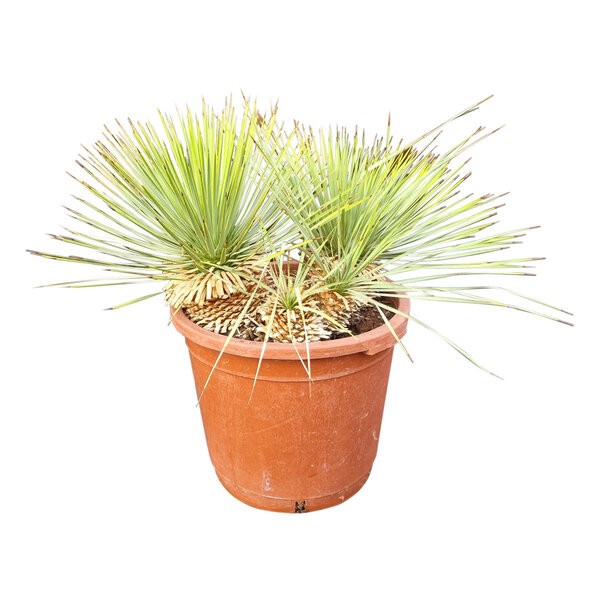 Yucca rostrata Hybride (NO:6)