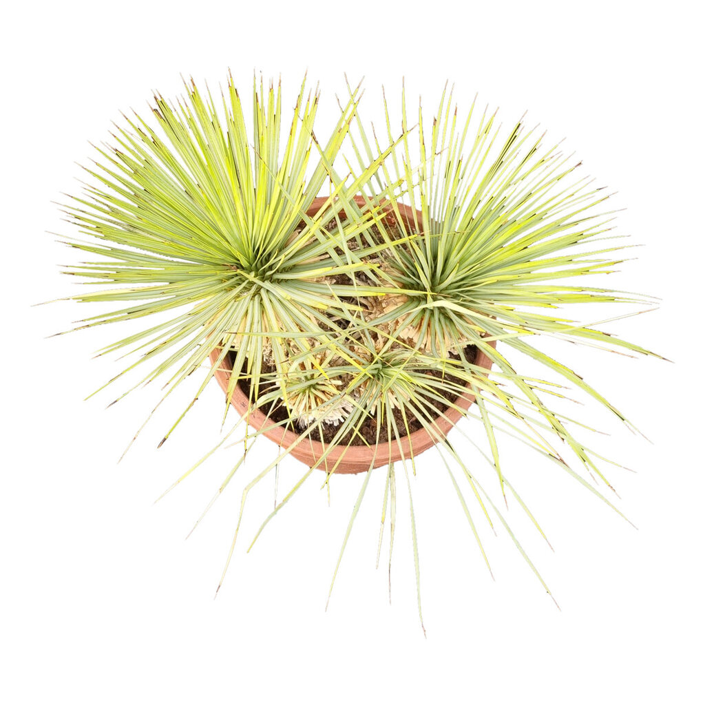 Yucca rostrata Hybride (NO:6)