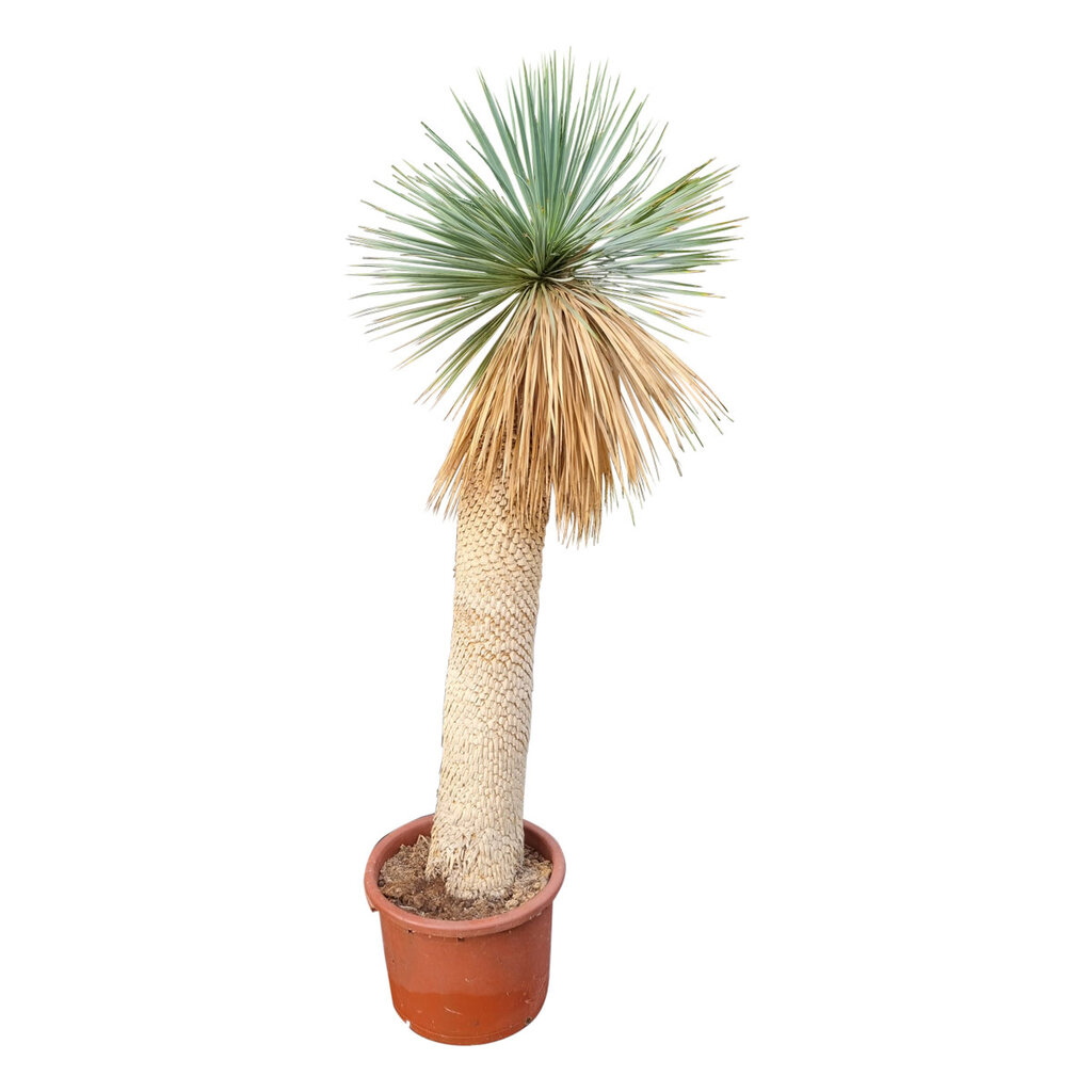 Yucca rostrata Hybride (NO:14)