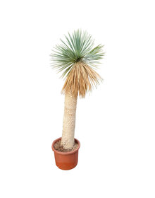 Yucca rostrata Hybride (NO:14)
