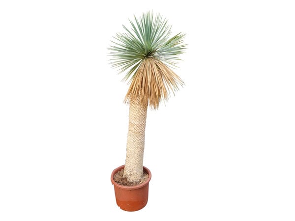Yucca rostrata Hybride (NO:14)