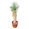 Yucca rostrata Hybride (NO:15)