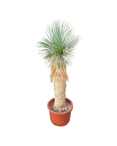  Yucca rostrata Hybride (NO:15)