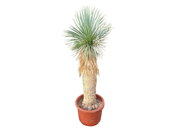 Yucca rostrata Hybride (NO:15)