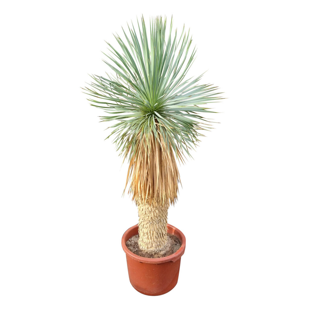 Yucca rostrata Hybride (NO:15)