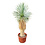 Yucca rostrata Hybride (NO:15)