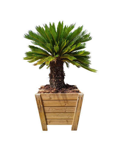  Cycas revoluta XL --- GRATIS BEZORGING ---