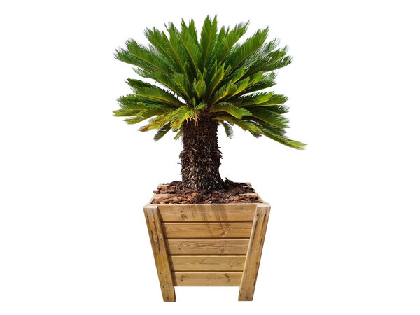 Cycas revoluta XL --- GRATIS BEZORGING ---