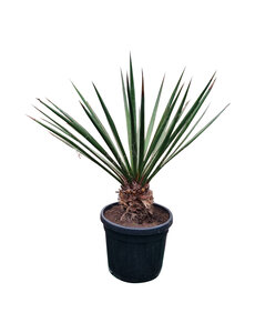 Yucca faxoniana (NO:3)