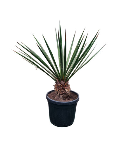  Yucca faxoniana (NO:3)