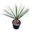 Yucca faxoniana (NO:3)