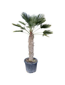  Trachycarpus wagnerianus stamhoogte 130 cm