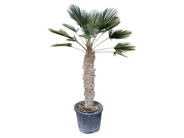 Trachycarpus wagnerianus stamhoogte 130 cm