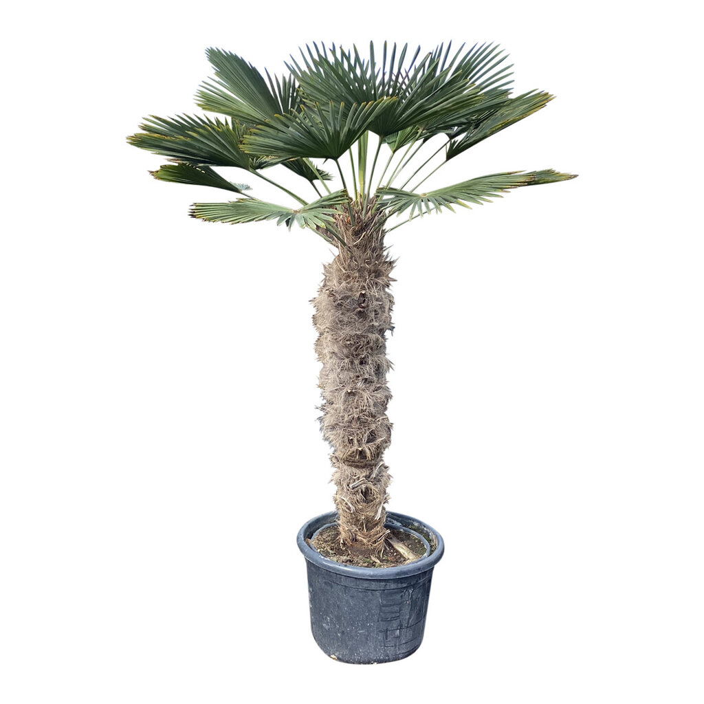 Trachycarpus wagnerianus stamhoogte 115 cm