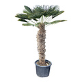 Trachycarpus wagnerianus stamhoogte 115 cm