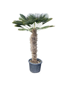 Trachycarpus wagnerianus stamhoogte 115 cm
