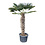 Trachycarpus wagnerianus stamhoogte 115 cm