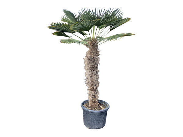 Trachycarpus wagnerianus stamhoogte 115 cm