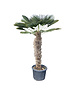  Trachycarpus wagnerianus stamhoogte 115 cm