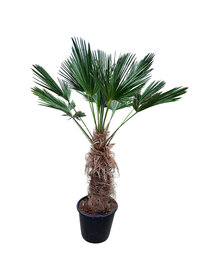 Trachycarpus wagnerianus stamhoogte 95 cm