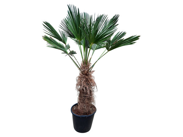 Trachycarpus wagnerianus stamhoogte 95 cm