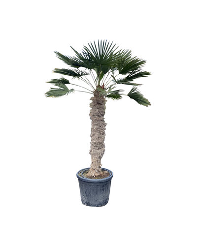  Trachycarpus wagnerianus stamhoogte 150 cm