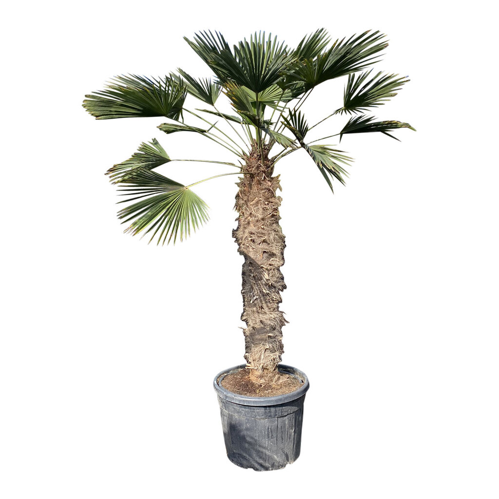 Trachycarpus wagnerianus stamhoogte 135 cm