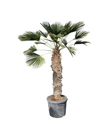 Trachycarpus wagnerianus stamhoogte 135 cm