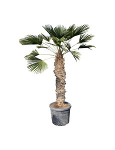  Trachycarpus wagnerianus stamhoogte 135 cm