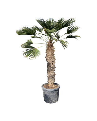  Trachycarpus wagnerianus stamhoogte 135 cm