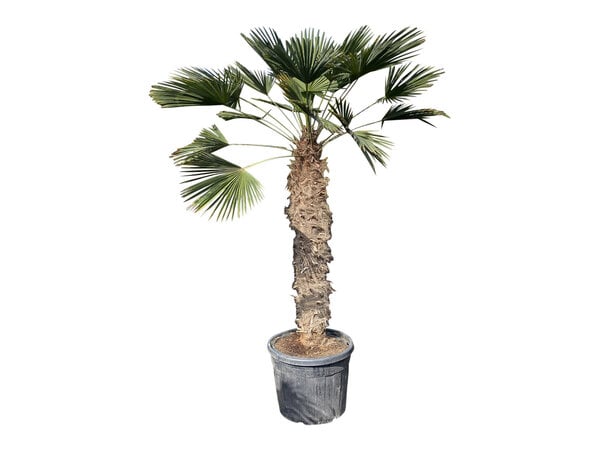 Trachycarpus wagnerianus stamhoogte 135 cm