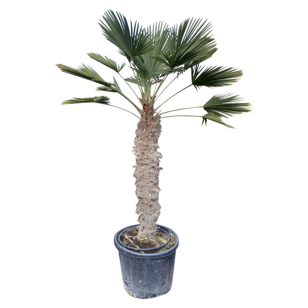 Trachycarpus wagnerianus stamhoogte 125 cm