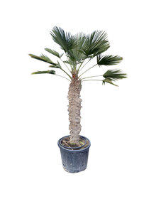 Trachycarpus wagnerianus stamhoogte 125 cm