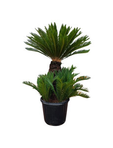  Cycas revoluta (NO:2)