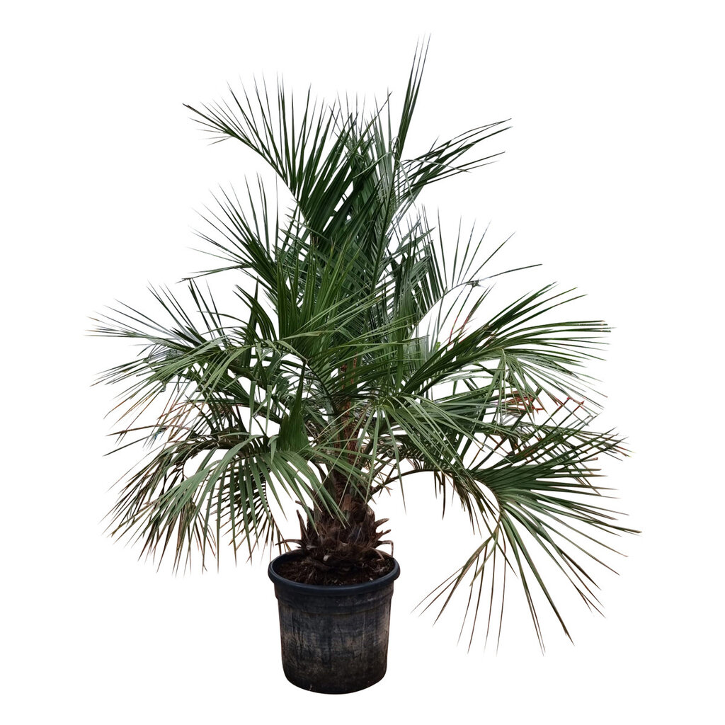 Butia capitata stamhoogte 40-50 cm