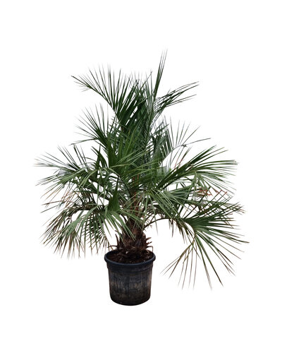  Butia capitata stamhoogte 40-50 cm