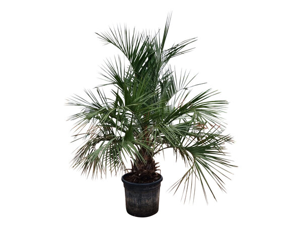 Butia capitata stamhoogte 40-50 cm