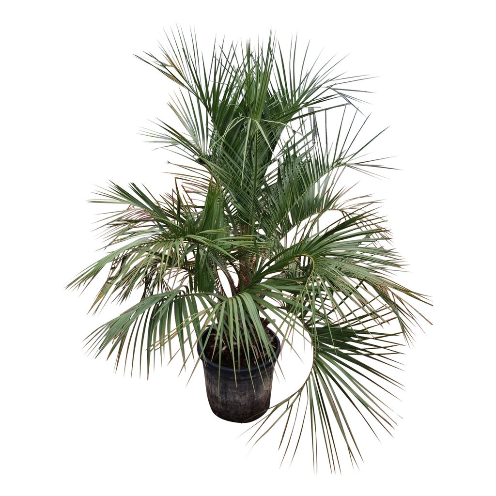 Butia capitata stamhoogte 40-50 cm