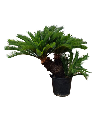  Cycas revoluta multihead (NO:1)