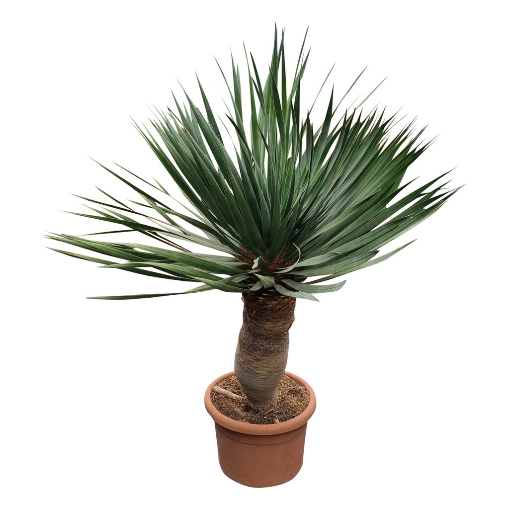 Dracaena drago XL / Drakenbloedboom