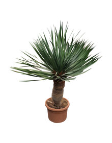 Dracaena drago XL / Drakenbloedboom