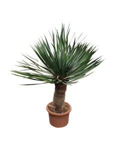  Dracaena drago XL / Drakenbloedboom
