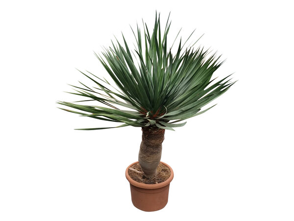 Dracaena drago XL / Drakenbloedboom