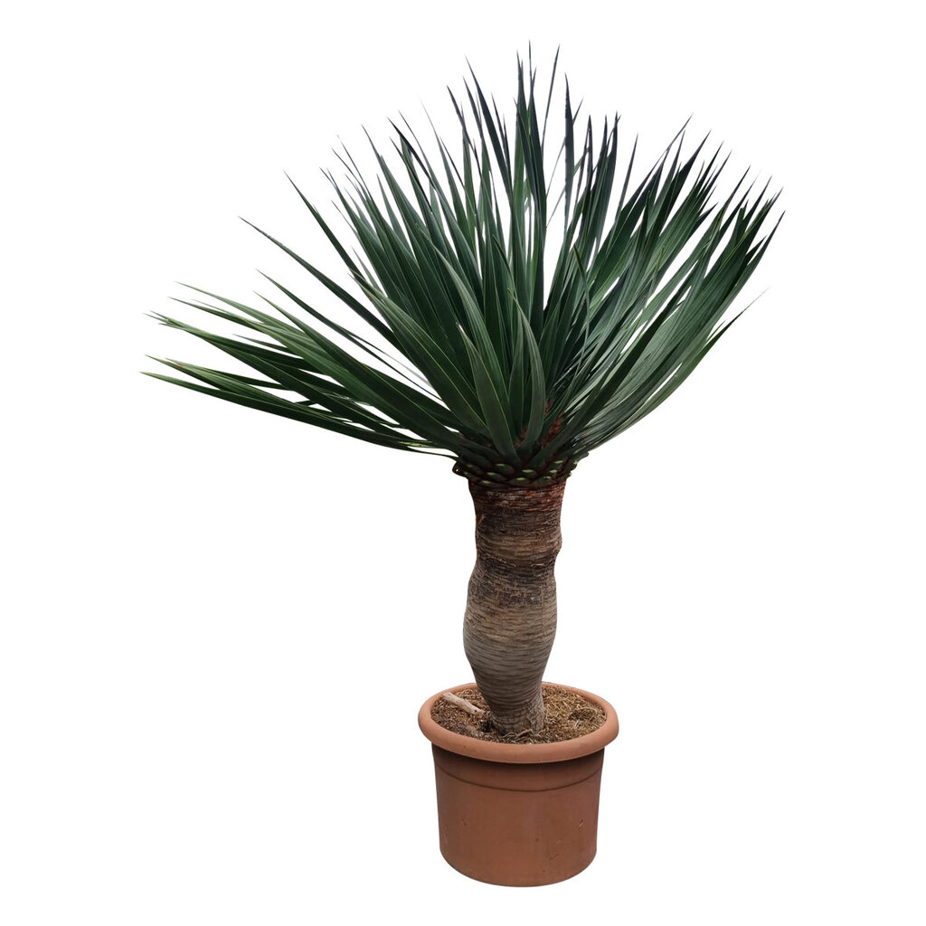 Dracaena drago XL / Drakenbloedboom